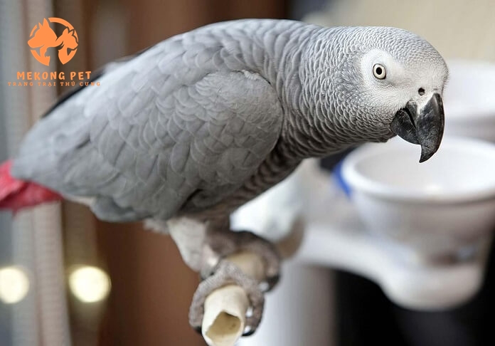 Vẹt xám châu phi non bao lâu biết nói?